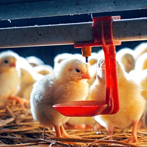 NIZUUONE Hähnchen-Nippeltränkenbecher, Tränke Zum Aufhängen, Trinkwasserwerkzeug, Bauernhofbedarf für Geflügel, ABS, Rot, 20 Stück NIZUUONE Hähnchen-Nippeltränkenbecher, Tränke Zum Aufhängen, Trinkwasserwerkzeug, Bauernhofbedarf für Geflügel, ABS, Rot, 20 Stück von NIZUUONE