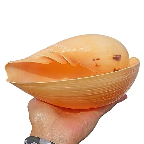 NNGHBNKJ Große Muscheln, natürliche Meeresschnecken, 10–18 cm, perfekt for Strandpartys, Heimdekorationen, Bastelarbeiten, Aquarien NNGHBNKJ Große Muscheln, natürliche Meeresschnecken, 10–18 cm, perfekt for Strandpartys, Heimdekorationen, Bastelarbeiten, Aquarien von NNGHBNKJ