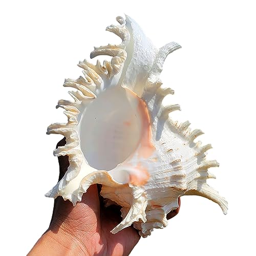 Natürliche Muscheln, große Strandmuscheln, perfekt for die Dekoration von Aquarien, Hochzeitsdekorationen, Strandpartys, Heimdekorationen, Bastelarbeiten Natürliche Muscheln, große Strandmuscheln, perfekt for die Dekoration von Aquarien, Hochzeitsdekorationen, Strandpartys, Heimdekorationen, Bastelarbeiten von NNGHBNKJ