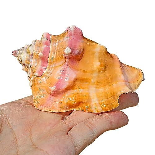 NNGHBNKJ Natürliche Strandmuscheln, Meeresschnecken, ideal for Strandpartys, Heimdekoration, Basteln, Fischtanks und Vasenfüller. NNGHBNKJ Natürliche Strandmuscheln, Meeresschnecken, ideal for Strandpartys, Heimdekoration, Basteln, Fischtanks und Vasenfüller. von NNGHBNKJ