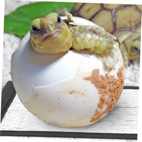 NOLITOY 3 Stück Reptilien Heizmatte Selbstwärmend Wärmepolster Isolationsmatte für Terrarien Kleintiere Wie Spinnen Schildkröten Schlangen Eidechsen Geeignet NOLITOY 3 Stück Reptilien Heizmatte Selbstwärmend Wärmepolster Isolationsmatte für Terrarien Kleintiere Wie Spinnen Schildkröten Schlangen Eidechsen Geeignet von NOLITOY