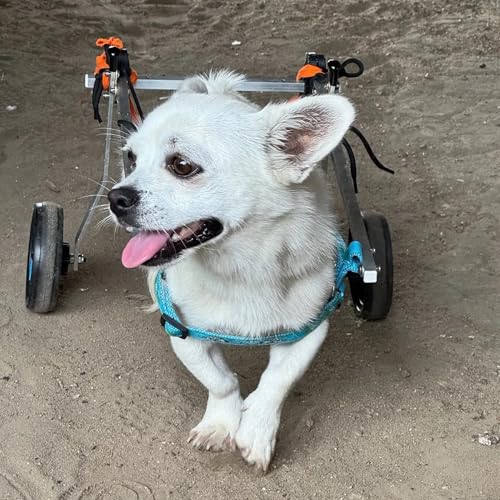 Verstellbare Hinterbeinorthese für Rollstuhlfahrer mit 2 Rädern, Hilfsmittel für den Spaziergang mit Hunden bei Lähmung zur Wiederherstellung der Mobilität, leichtes Gewicht, großer, mittelgroßer un Verstellbare Hinterbeinorthese für Rollstuhlfahrer mit 2 Rädern, Hilfsmittel für den Spaziergang mit Hunden bei Lähmung zur Wiederherstellung der Mobilität, leichtes Gewicht, großer, mittelgroßer un von NXTFNRNX