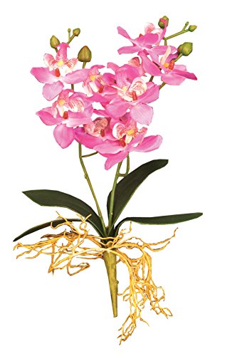 Namiba Terra 5873 Orchidee mit 10 lilafarbenen Blüten und Wurzeln, 36 cm von Namiba Terra