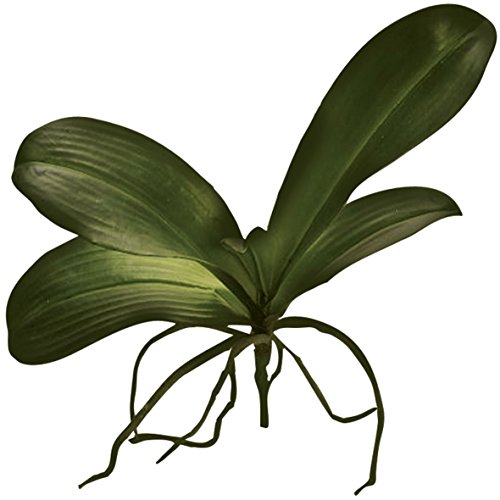 Namiba Terra 5889 Orchideenblätter, 4 Blätter, 25 cm, dunkelgrün von Namiba Terra