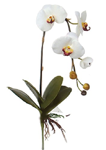 Namiba Terra 5895 Orchidee, Phalanaeopsis, 74 cm, 4 weiße Blüten von Namiba Terra