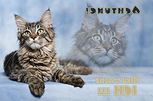 Nanyuk +++ Maine Coon Katze - Metall Warnschild Schild KATZENSCHILD Sign - MAC 03 von Nanyuk