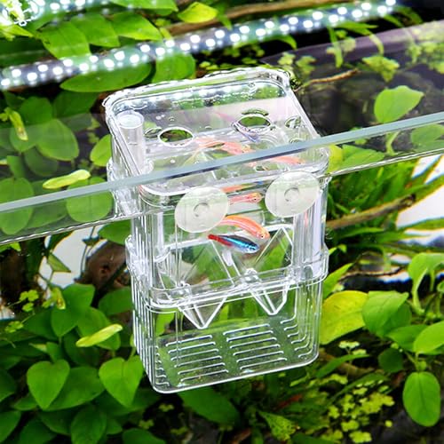 NathrBTV Aufzuchtbecken Aquarium Double Layer Zuchtbecken Fische Ablaichkasten Aufzuchtbehälter Aufzuchttank Brutkasten Zuchttanks Kunststoff Fisch Züchter Box mit Saugnapf NathrBTV Aufzuchtbecken Aquarium Double Layer Zuchtbecken Fische Ablaichkasten Aufzuchtbehälter Aufzuchttank Brutkasten Zuchttanks Kunststoff Fisch Züchter Box mit Saugnapf von NathrBTV