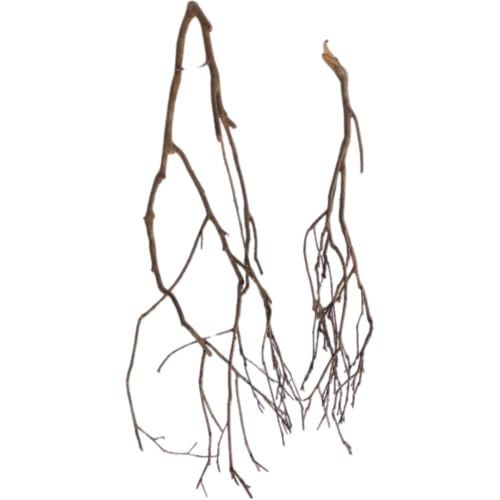 Natunae - Natürliche Talawa Wurzel Holz für Aquarium, Dekoration für Aquascaping (70-90 cm) von Natunae