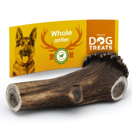 Natural Dog Treats - Hunde Hirschgeweih - Natürlich Hirschgeweih für Hunde - Kauknochen Hund - Kaustangen Hund - Kauspielzeug und Zahnpflege - Hundespielzeug - Extra Große (151-200 gr) von Natural Dog Treats