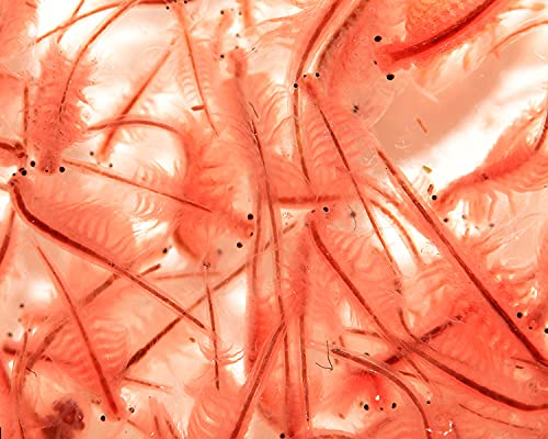 NatureHolic Lebendfutter: Artemia Premium für Fische, Garnelen, Krebse & Schnecken - 90 ml von NatureHolic Lebendfutter