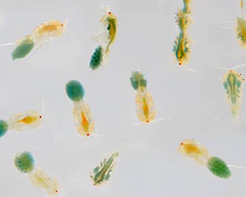 NatureHolic Lebendfutter: Copepoden/Zooplankton fr Meerwasserfische - Proteinreiches Futter fr Erwachsene - Geschmacklos - 2 Stck NatureHolic Lebendfutter: Copepoden/Zooplankton fr Meerwasserfische - Proteinreiches Futter fr Erwachsene - Geschmacklos - 2 Stck von NatureHolic Lebendfutter