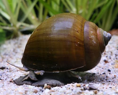 Asiatische Apfelschnecke Pila ampullacea 3 Stück - Aquarium Schnecken lebend - große Aquarien Schnecke - ab 54 l Becken - Natürliche Aquarien Reinigung von NatureHolic