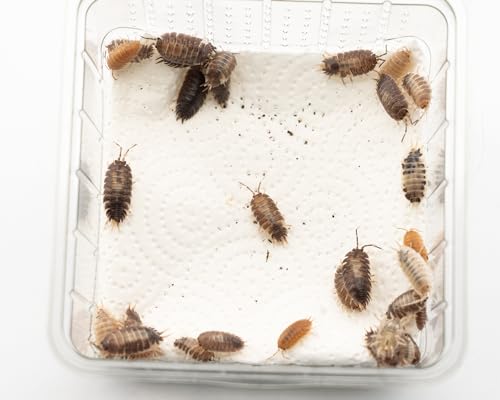 Assel Mix mittel | Lebendfutter Terrarium | Futtertiere lebend Aquarium | Bodenpolizei | Für Fische Krebse & Terrarientiere | Größe: 4-5mm | 20 Stück von NatureHolic