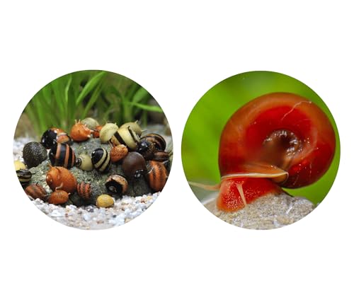 Bakterienrasen Fresser Schnecken Set - gegen Bakterienbeläge und Algen - Aquarium Schnecken lebend - Geweihschnecken Posthornschnecken - Aquarien 10-30l Bakterienrasen Fresser Schnecken Set - gegen Bakterienbeläge und Algen - Aquarium Schnecken lebend - Geweihschnecken Posthornschnecken - Aquarien 10-30l von NatureHolic