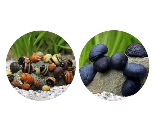 Bakterienrasen Fresser Schnecken Set - gegen Bakterienbeläge und Algen - Aquarium Schnecken lebend - Napfschnecken Geweihschnecken - Aquarien 30-60l Bakterienrasen Fresser Schnecken Set - gegen Bakterienbeläge und Algen - Aquarium Schnecken lebend - Napfschnecken Geweihschnecken - Aquarien 30-60l von NatureHolic