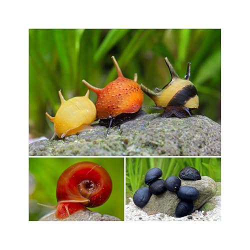 Bakterienrasen Fresser Schnecken Set - gegen Bakterienbeläge und Algen - Aquarium Schnecken lebend - Napfschnecken Geweihschnecken Posthornschnecken - Aquarien ab 60 l von NatureHolic