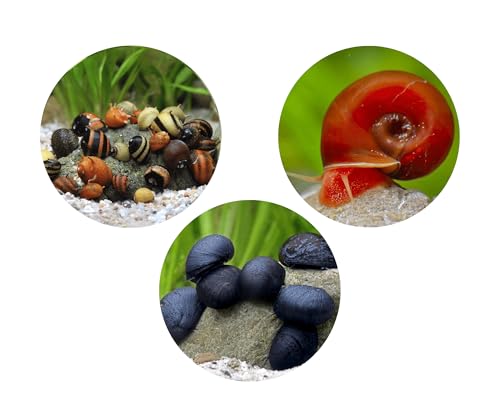 Bakterienrasen Fresser Schnecken Set - gegen Bakterienbeläge und Algen - Aquarium Schnecken lebend - Napfschnecken Geweihschnecken Posthornschnecken - Aquarien ab 60 l Bakterienrasen Fresser Schnecken Set - gegen Bakterienbeläge und Algen - Aquarium Schnecken lebend - Napfschnecken Geweihschnecken Posthornschnecken - Aquarien ab 60 l von NatureHolic