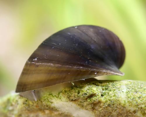 Batmanschnecke Neritina auriculata Fledermausschnecke 3 Stück - Aquarium Schnecken lebend - Effizienter Algenfresser & Rarität Schnecke - Natürliche Aquarien Reinigung Batmanschnecke Neritina auriculata Fledermausschnecke 3 Stück - Aquarium Schnecken lebend - Effizienter Algenfresser & Rarität Schnecke - Natürliche Aquarien Reinigung von NatureHolic