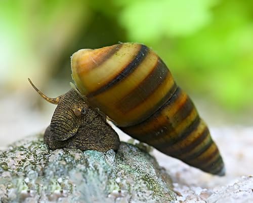 Bienenschnecke Brotia dautzenbergiana 3 Stück - Aquarium Schnecken lebend - friedliche Algenfresser Schnecke - Natürliche Aquarien Reinigung - ab 40 l Becken von NatureHolic