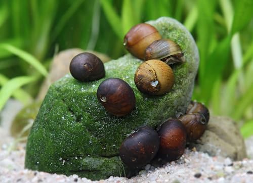 Black Fancy Geweihschnecke Clithon sp. 5 Stück - Aquarium Schnecken lebend - Schwarze Nanoschnecke - Effektive Algenfresser Schnecke - Natürliche Aquarien Reinigung Black Fancy Geweihschnecke Clithon sp. 5 Stück - Aquarium Schnecken lebend - Schwarze Nanoschnecke - Effektive Algenfresser Schnecke - Natürliche Aquarien Reinigung von NatureHolic
