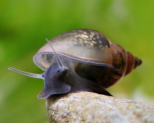 Blasenschnecke Physa sp. 10 Stück - Aquarium Schnecken lebend - Algenfresser, Putztrupp & Futterreste Entferner Schnecke - für Nanoaquarien geeignet - Natürliche Aquarien Reinigung Blasenschnecke Physa sp. 10 Stück - Aquarium Schnecken lebend - Algenfresser, Putztrupp & Futterreste Entferner Schnecke - für Nanoaquarien geeignet - Natürliche Aquarien Reinigung von NatureHolic