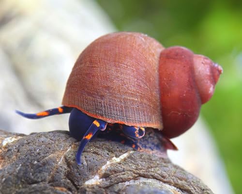 Blue Berry Snail Notopala sp. 3 Stück - Aquarium Schnecken lebend - Algenfresser Rarität Schnecke - Natürliche Aquarien Reinigung- Für Nanoaquarien geeignet Blue Berry Snail Notopala sp. 3 Stück - Aquarium Schnecken lebend - Algenfresser Rarität Schnecke - Natürliche Aquarien Reinigung- Für Nanoaquarien geeignet von NatureHolic