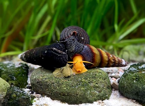 Bunter Tylomelania Mix 3 Stück - Aquarium Schnecken lebend - Orangene Felsenschnecke Gelbe Perlhuhnschnecke Sulawesi Schnecken - Natürliche Aquarien Reinigung Bunter Tylomelania Mix 3 Stück - Aquarium Schnecken lebend - Orangene Felsenschnecke Gelbe Perlhuhnschnecke Sulawesi Schnecken - Natürliche Aquarien Reinigung von NatureHolic