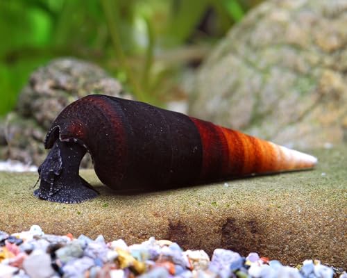 Cappuccinoschnecke Faunus ater 3 Stück - Aquarium Schnecken lebend - große Aquarium Algenfresser Schnecke - ab 54l Beckengröße - Natürliche Aquarien Reinigung Cappuccinoschnecke Faunus ater 3 Stück - Aquarium Schnecken lebend - große Aquarium Algenfresser Schnecke - ab 54l Beckengröße - Natürliche Aquarien Reinigung von NatureHolic