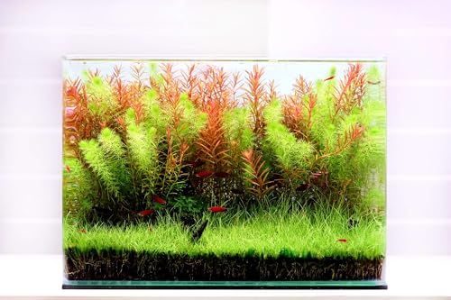 Curved Garden Tank Big | Kleines Aquarium aus Glas | Nano Glasbecken mit abgerundeten Ecken| Premium Aquascaping Aquarien | 58 Liter - 50x33x35cm von NatureHolic