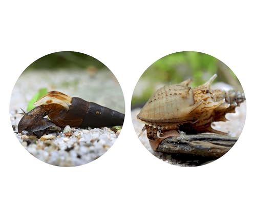 Futterreste-Verwerter Schnecken Set - Turmdeckelschnecken gegen Fäulnis im Bodengrund - Aquarium Schnecken lebend - Natürliche Aquarien Reinigung - Aquarien 10-30l Futterreste-Verwerter Schnecken Set - Turmdeckelschnecken gegen Fäulnis im Bodengrund - Aquarium Schnecken lebend - Natürliche Aquarien Reinigung - Aquarien 10-30l von NatureHolic