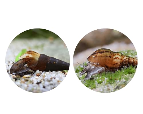 Futterreste-Verwerter Schnecken Set - Turmdeckelschnecken gegen Fäulnis im Bodengrund - Aquarium Schnecken lebend - Natürliche Aquarien Reinigung - Aquarien 30-60l Futterreste-Verwerter Schnecken Set - Turmdeckelschnecken gegen Fäulnis im Bodengrund - Aquarium Schnecken lebend - Natürliche Aquarien Reinigung - Aquarien 30-60l von NatureHolic