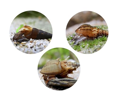 Futterreste-Verwerter Schnecken Set - Turmdeckelschnecken gegen Fäulnis im Bodengrund - Aquarium Schnecken lebend - Natürliche Aquarien Reinigung - Aquarien 60l Futterreste-Verwerter Schnecken Set - Turmdeckelschnecken gegen Fäulnis im Bodengrund - Aquarium Schnecken lebend - Natürliche Aquarien Reinigung - Aquarien 60l von NatureHolic