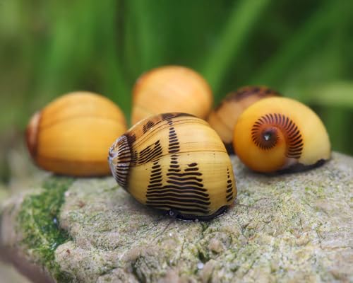 Gelbe Rennschnecke 3 Stück - Aquarium Schnecken lebend - effektive Algenfresser - Leuchtend gelbe Schnecke - Natürliche Aquarien Reinigung Gelbe Rennschnecke 3 Stück - Aquarium Schnecken lebend - effektive Algenfresser - Leuchtend gelbe Schnecke - Natürliche Aquarien Reinigung von NatureHolic