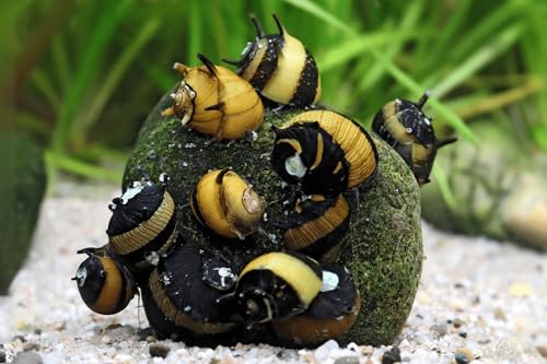 Geweihschnecke Black & Gold Clithon diadema 5 Stück - Aquarium Schnecken lebend - kleine effiziente Algenfresser Schnecke - Ab 20l Beckengröße - Natürliche Aquarien Reinigung Geweihschnecke Black & Gold Clithon diadema 5 Stück - Aquarium Schnecken lebend - kleine effiziente Algenfresser Schnecke - Ab 20l Beckengröße - Natürliche Aquarien Reinigung von NatureHolic
