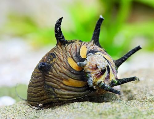 Geweihschnecke Sun Snail Clithon subgranosum 5 Stück - Aquarium Schnecken lebend - effiziente Algenfresser Schnecke - Ab 20l Beckengröße - Natürliche Aquarien Reinigung von NatureHolic