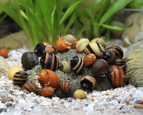 Geweihschnecke Tricolor Clithon sp. 5 Stück - Aquarium Schnecken lebend - Bunte & Pflegeleichte Algenfresser - Natürliche Aquarien Reinigung auch in Nanoaquarien Geweihschnecke Tricolor Clithon sp. 5 Stück - Aquarium Schnecken lebend - Bunte & Pflegeleichte Algenfresser - Natürliche Aquarien Reinigung auch in Nanoaquarien von NatureHolic