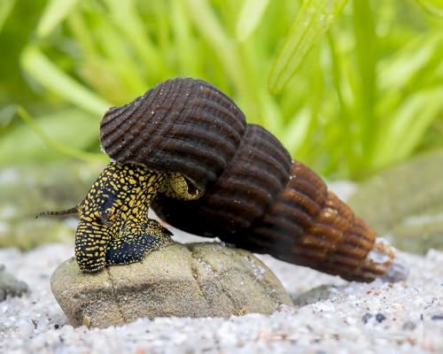 Goldpunkt-Pososchnecke Tylomelania towutensis 3 Stück - Aquarium Schnecken lebend - Große Zierschnecke mit gelben Punkten - für Becken ab 60l - Natürliche Aquarien Reinigung Goldpunkt-Pososchnecke Tylomelania towutensis 3 Stück - Aquarium Schnecken lebend - Große Zierschnecke mit gelben Punkten - für Becken ab 60l - Natürliche Aquarien Reinigung von NatureHolic