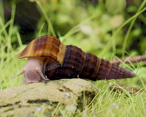 Herkules-Turmdeckelschnecke Brotia herculea 3 Stück - Aquarium Schnecken lebend - große Filtrierer Schnecke - ab 54l Beckengröße - Natürliche Aquarien Reinigung von NatureHolic