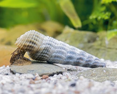 Himalaya Turmdeckelschnecke Tylomelania marwotoae Hymalayan Rabbit 3 Stück - Aquarium Schnecken lebend - effektive Algenfresser Schnecke - Natürliche Aquarien Reinigung Himalaya Turmdeckelschnecke Tylomelania marwotoae Hymalayan Rabbit 3 Stück - Aquarium Schnecken lebend - effektive Algenfresser Schnecke - Natürliche Aquarien Reinigung von NatureHolic