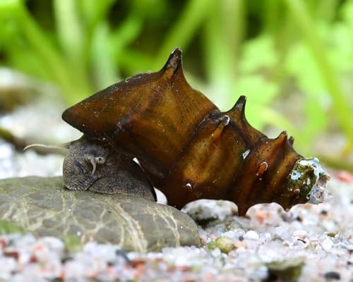 Igelschnecke Brotia armata 3 Stück - Aquarium Schnecken lebend - seltene Algenfresser Turmdeckelschnecke mit Stachelhaus - Für Becken ab 54l - Natürliche Aquarien Reinigung von NatureHolic