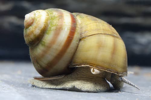 Natürliche Teichfilter Anlage für deinen Gartenteich für klares Wasser und gegen Teichschlamm I 30x Teichmuschel - 30x Spitzschlamm - 30x Sumpfdeckelschnecke von NatureHolic