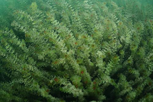 NatureHolic Ähriges Tausendblatt - Myriophyllum spicatum NatureHolic Ähriges Tausendblatt - Myriophyllum spicatum von NatureHolic
