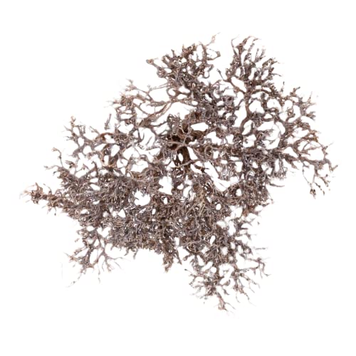 NatureHolic African Shrimp Tree - Verschiedene Größen, Größe:M von NatureHolic