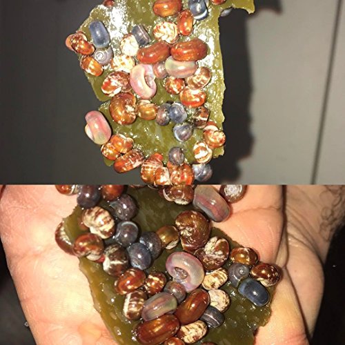NatureHolic - AlgaePlate - für Aufwuchsfresser & Wochenendfutter für Garnelen, Schnecken und Welse im Aquarium (Algenplatten) - 4 x 7 cm von NatureHolic