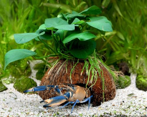 NatureHolic Aquarium Pflanzen Deko Höhle - Kokosnuss mit Anubias Pflanze von NatureHolic