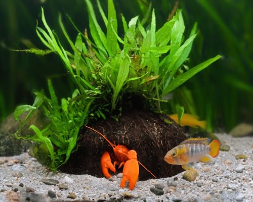 NatureHolic Aquarium Pflanzen Deko Höhle - Kokosnuss mit Microsorum Pflanze von NatureHolic