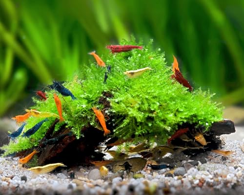 NatureHolic Aquarium Pflanzen Deko Wurzel Höhle - Wurzel mit Aquarium Moos von NatureHolic