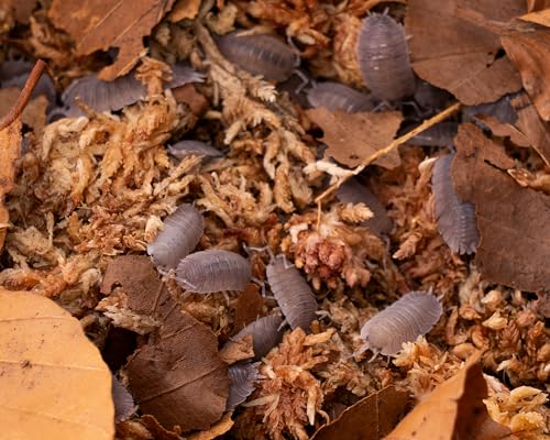 NatureHolic Blue Pale Assel | Porcellio Selomai| Terrarium Putztrupp | Bodenpolizei | 1 Tier von NatureHolic