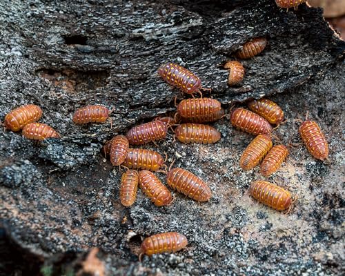 NatureHolic Blutorange Assel | Armadillidium frontetriangulum orange | Terrarium Putztrupp | Rollassel | 1 Tier von NatureHolic