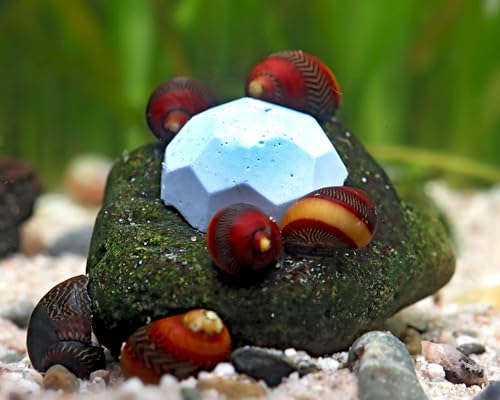 NatureHolic Crustarock Blue Spirulina | Mineralfutter mit blauem Spirulina | Unterstützt Häutung & Gehäuseaufbau | Für Garnelen, Schnecken, Krebse & Krabben im Aquarium | 15 Stück von NatureHolic